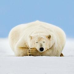 小白熊的股海漂流