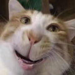 大王叫我吃火锅