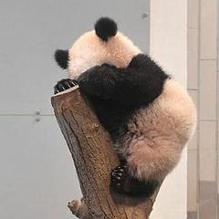 自闭的Panda