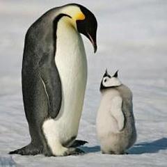 企鹅的抱抱