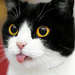 吐舌头的猫