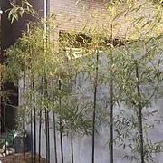 平民爱投资