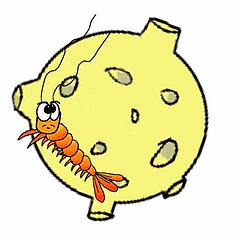 狮城琵琵虾