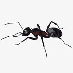 七十三只蚂蚁