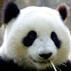 我是可爱熊猫