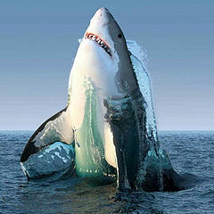 shark555