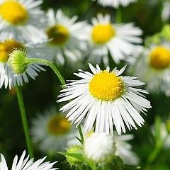 小daisy