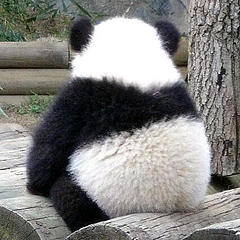 开朗的大熊猫