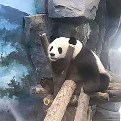 西北小熊猫