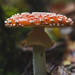 蘑菇和香菇