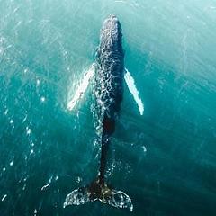 长鲸漫游
