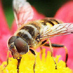 风口的蜜蜂