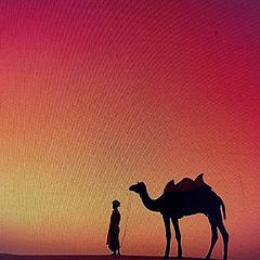 远行骆驼