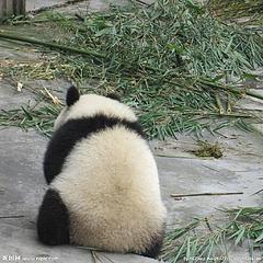 熊猫人1024