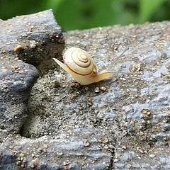 一只前进的蜗牛