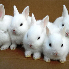rabbits-wf