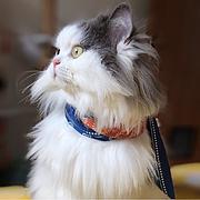 周周看周期