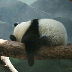 熊猫的研究笔记