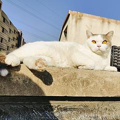 干饭猫猫