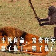 用户头像