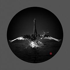 Black_Swan黑天鹅