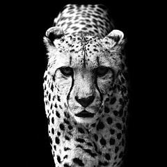Cheetah_猎豹