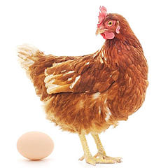 低价回收会下蛋的鸡