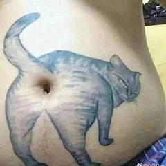 肚脐猫
