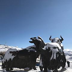 珠穆朗玛峰上牧牛