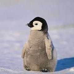 雪坡上的企鹅