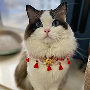 睡懒觉的猫啊