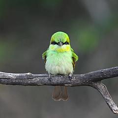 愤怒的小鸟社会活动