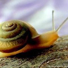 蜗牛修道