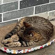 用户头像