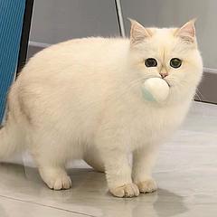1药小白猫