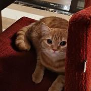 胖虎是只猫