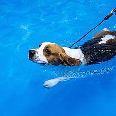 稳健波段收股息