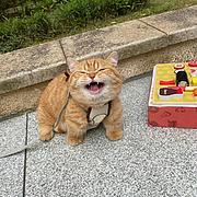 用户头像