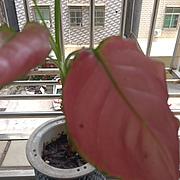 自律的财富小风扇