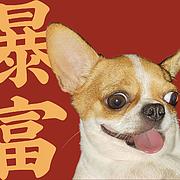 用户头像