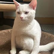 全面的开源小剧院