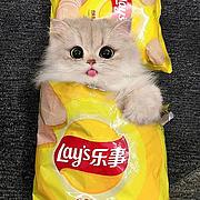 麻酱不能亏呀